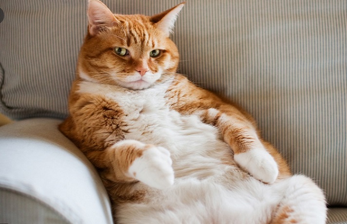 گربه چاق سفید و قهوه ای، لم داده روی مبل و به روبرو نگاه می کند.