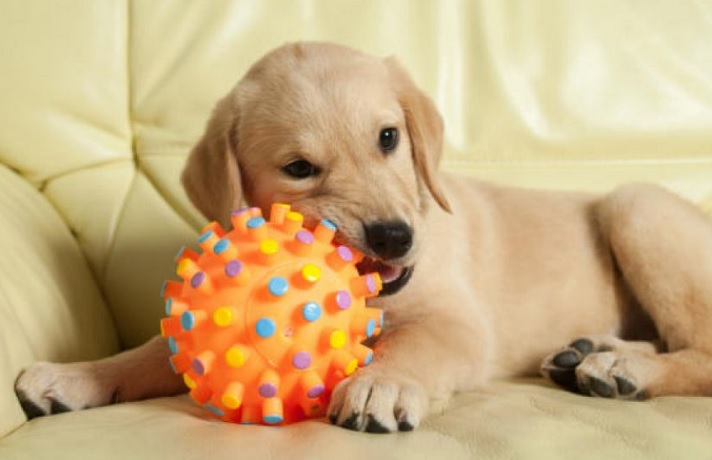 سگ کرم رنگ روی مبل دراز کشیده و یک توپ پلاستیکی نارنجی در دهان دارد.
