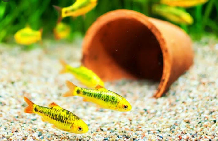 ماهی های کوچک زرد رنگ در حال شنا کردن در آکواریوم