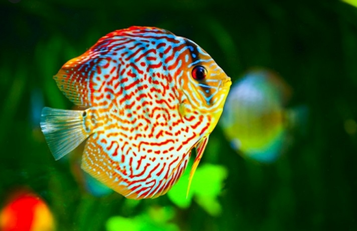 ماهی خالدار و رنگی به رنگهای آبی و زرد و قرمز و سفید در حال شنا کردن در دریا