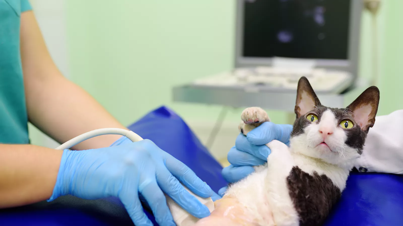 Taking Care Of Your Pregnant Cat 