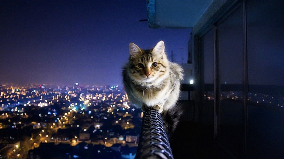 گربه نشسته روی نرده بلندی