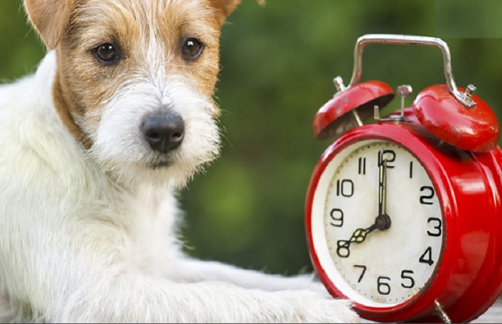 سگ سفید و قهوا ای در کنار ساعت قرمز رنگ