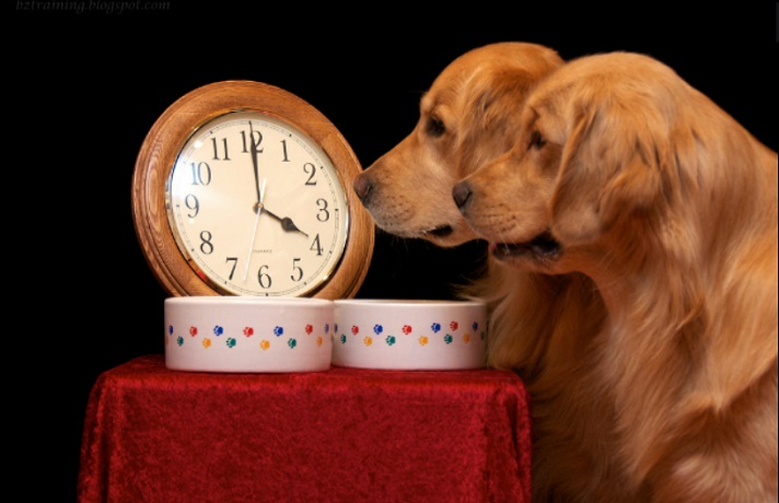 دو سگ قهوه ای در حال نگاه کردن به ساعت برای رسیدن زمان غذایشان