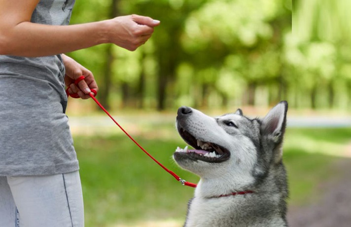 سگ های بدبین و خوشبین رفتار متفاوتی با هم دارند