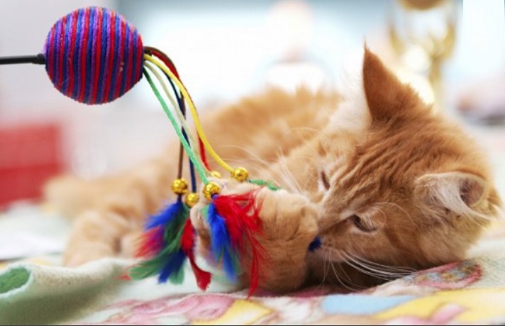 گربه نارنجی خوابیده روی زمین در حال بازی با اسباب بازی است.