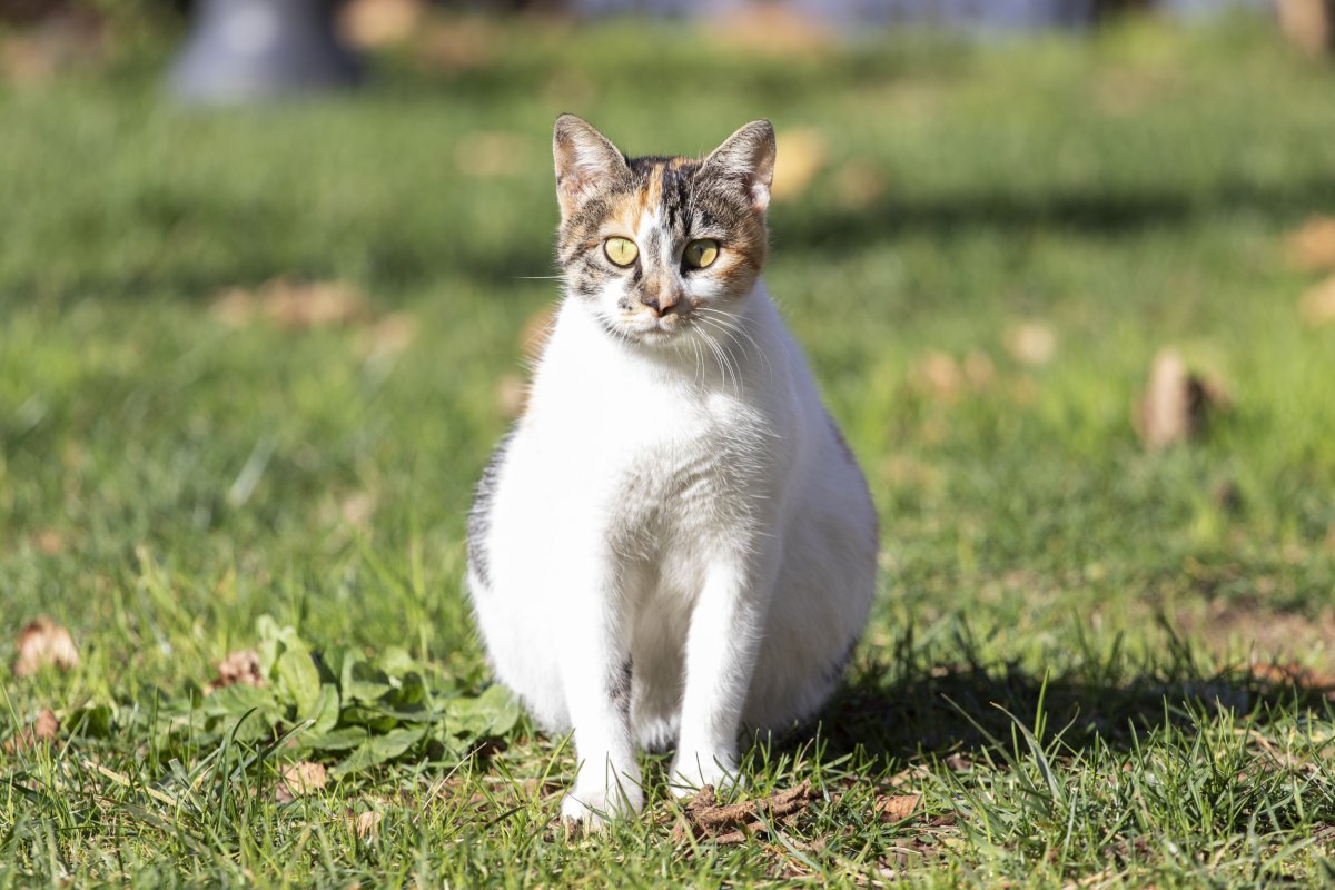 A Guide to Cat Pregnancy
