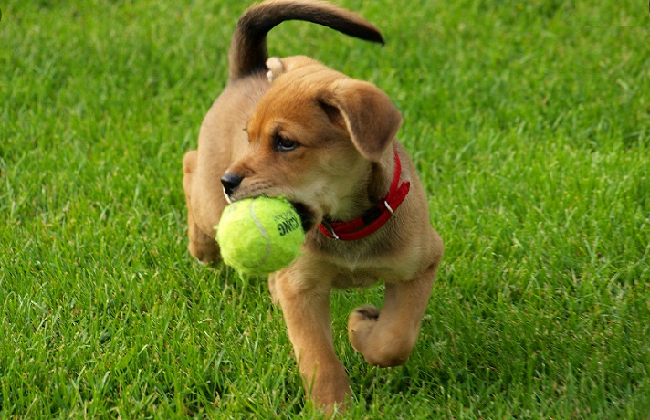 سگ کرم رنگ که یک توپ تنیس سبز رنگ را در دهان دارد و روی چمن در حال بازی کردن است.