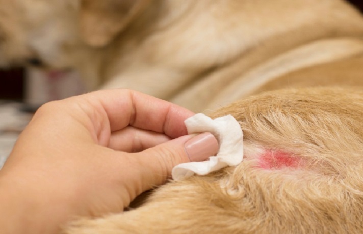 سگ کرم رنگ که دست صاحبش محل گزش را ضدعفونی می کند.