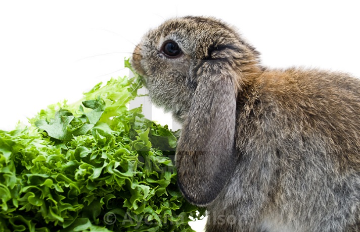 خرگوش طوسی رنگ مشغول خوردن سبزیجات است.