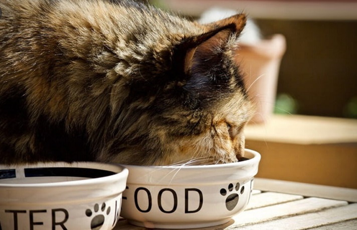 گربه کرم و مشکی در حال خوردن سوپ از یک کاسه سفید رنگ