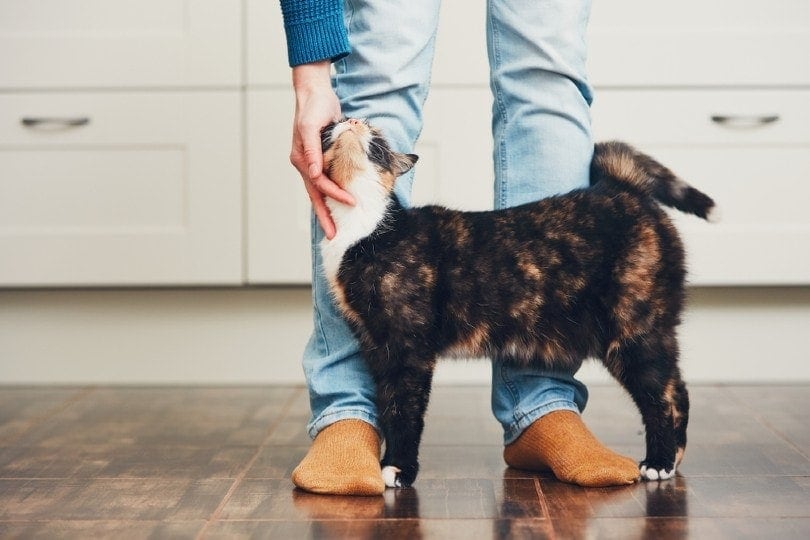 Do Cats Think We Are Cats, Only Bigger?