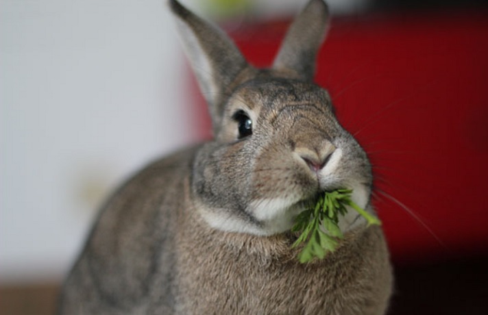 خرگوش طوسی رنگ در حال خوردن سبزیجات