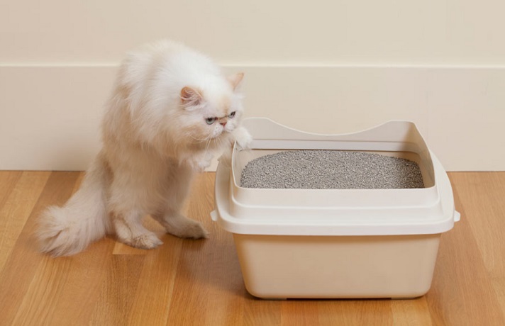 گربه سفید رنگ دست خود را روی لبه ظرف خاک سفید گذاشته است.