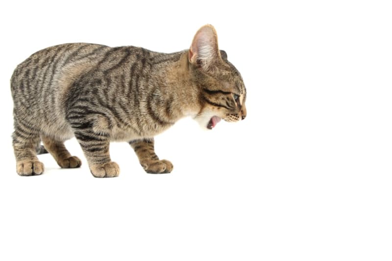 My cat keeps vomiting