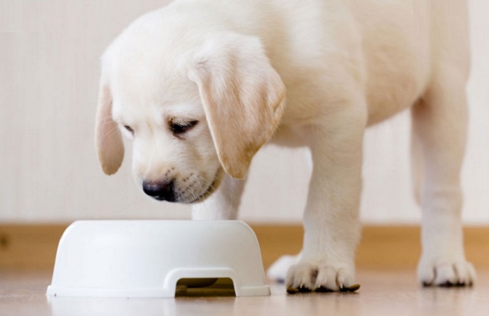سگ سفید در حال غذاخوردن از ظرف سفید رنگ