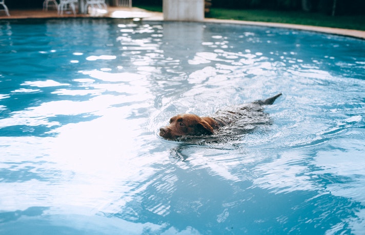 سگ در حال شنا و آب درمانی در استخر