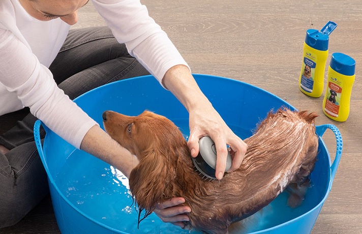 سگ قهوه ای در تشت آبی که 2 شامپو در کنار آن قرار دارد و صاجب سگ در حال شستن سگ است.