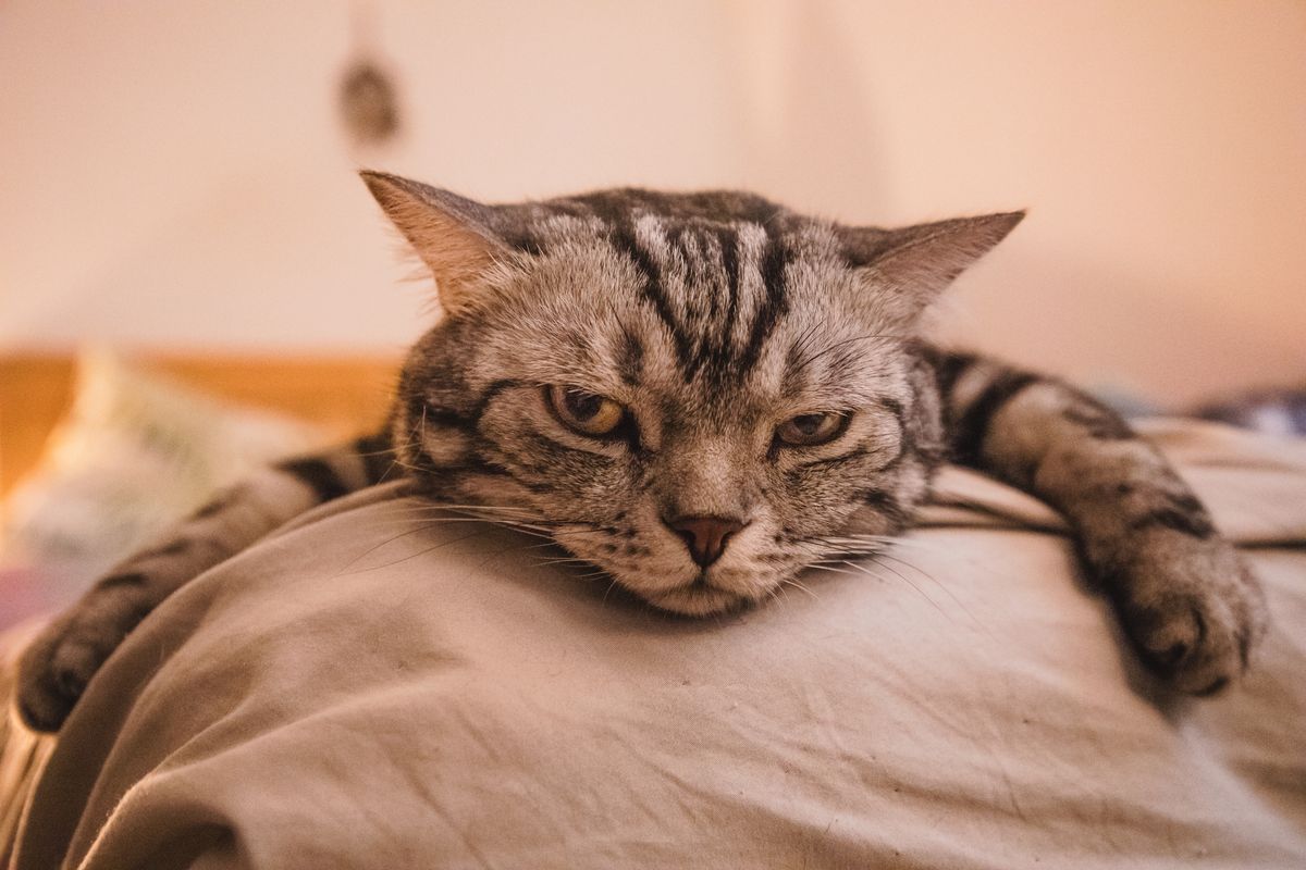 Things People Do That Cats Hate