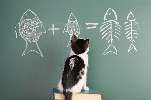 گربه باهوش در حال محاسبه ریاضی
