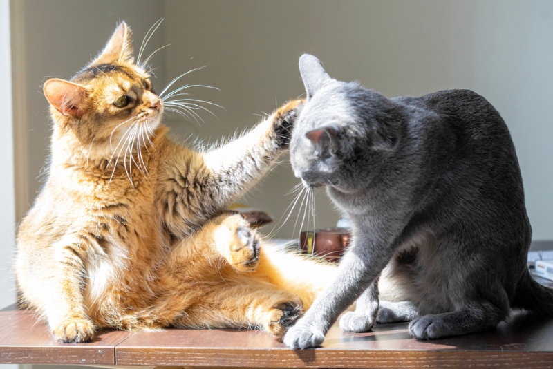 Why Does My Cat Hate Other Cats