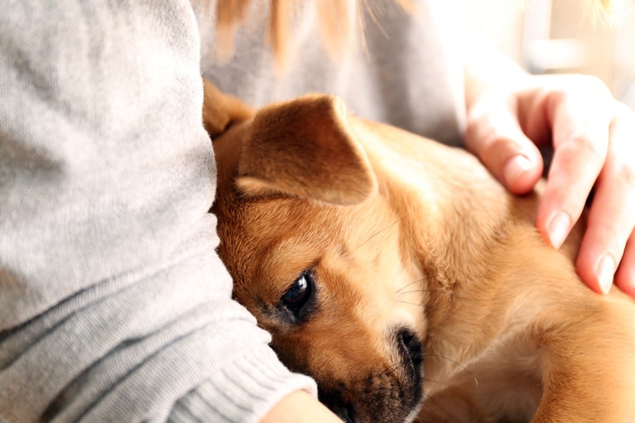 Stress, Dogs, and The Stress Factor