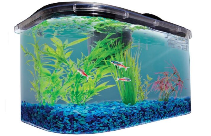 آکواریوم آبی با ماهی های قرمز و گیاهان آبزی