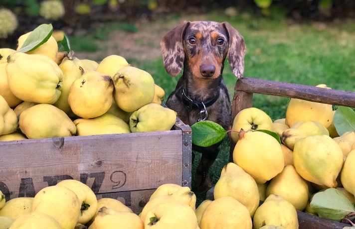 سگ در کنار صندوق های میوه های به