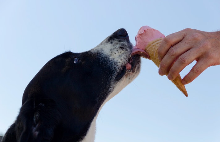 سگ در حال لیسیدن بستنی