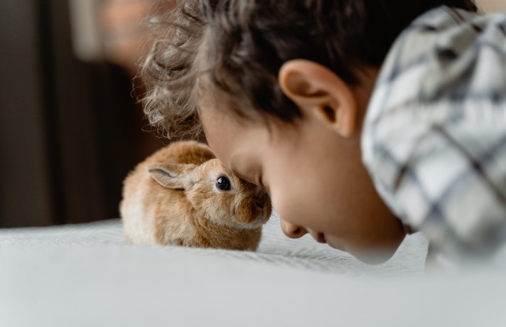 یک خرگوش و یک پسر بچه که پیشانی شان را به هم چسبانده اند
