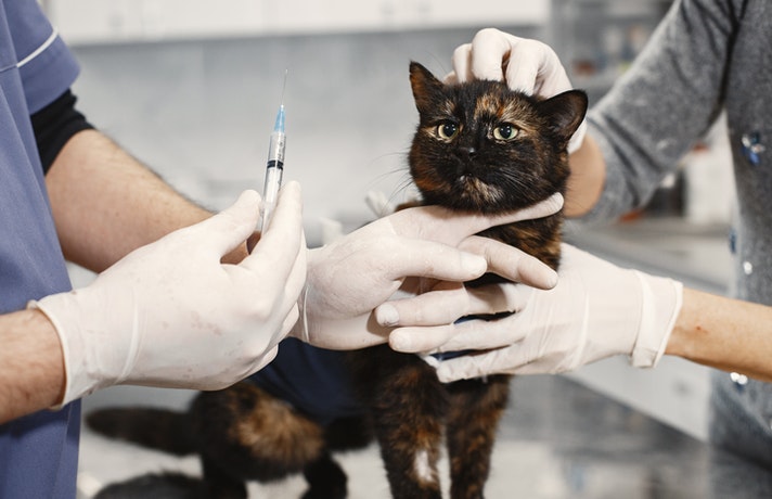 دامپزشک در حال آمپول زدن به گربه برای کنترل دمای بدن و تب او