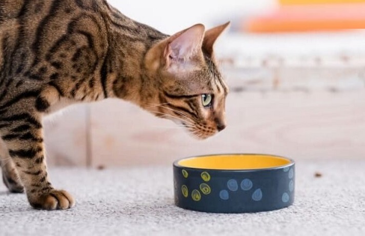 گربه در حال غذا خوردن از ظرف سرامیکی طرحدار