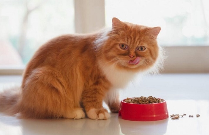 گربه نارنجی در حال غذا خوردن از ظرف غذای قرمز