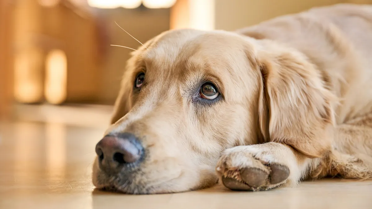 how many years the dog can live