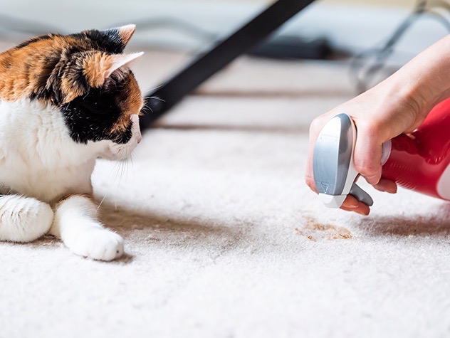When someone keeps finding cat pee next to the litter box what is