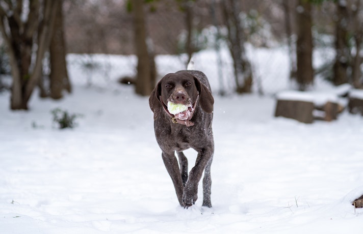 سگ در حال برف خوردن