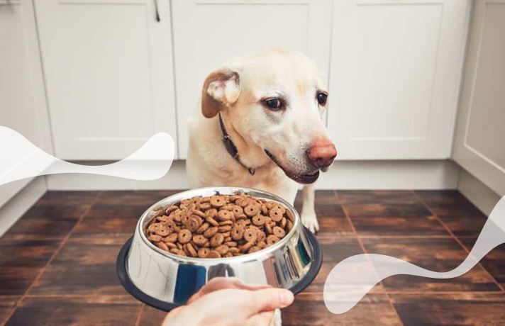 به چه دلیل سگ ها غذا نمی خورند؟