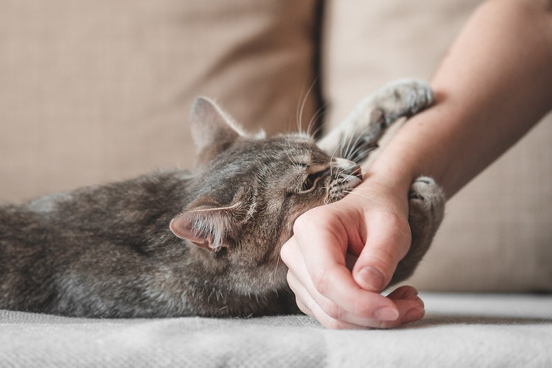 How To Calm An Aggressive Cat