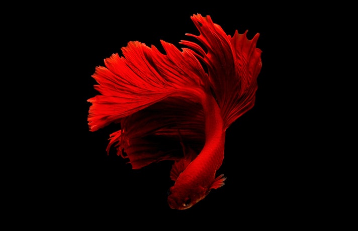 ماهی فایتر قرمز