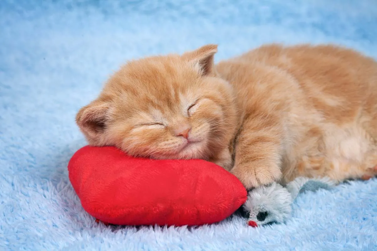 why kitten sleep so much