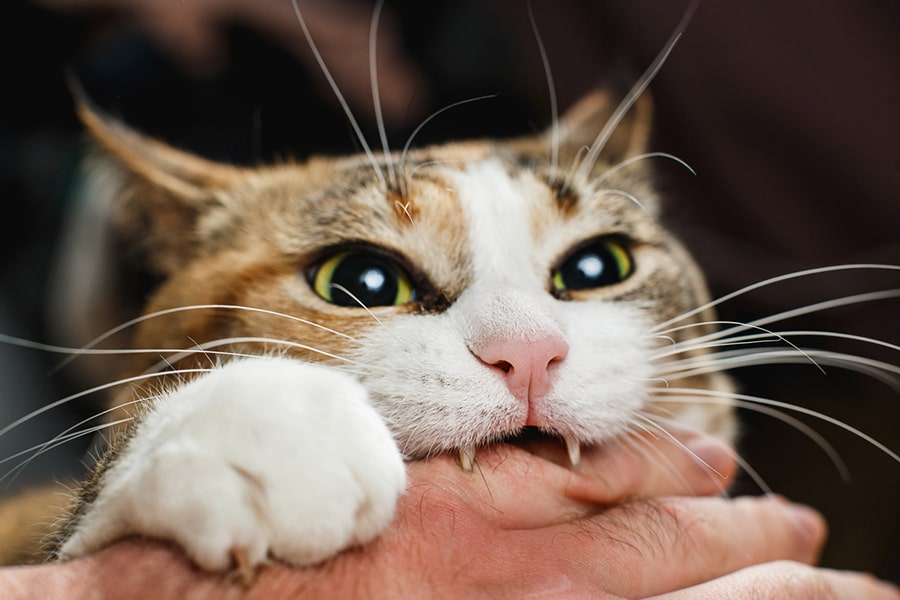 Why Is My Kitten So Aggressive?