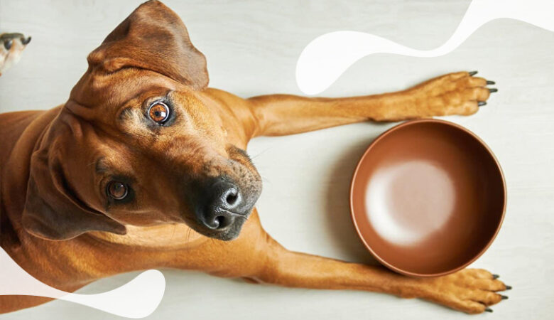 چه زمان و چگونه به سگ غذا بدهیم؟