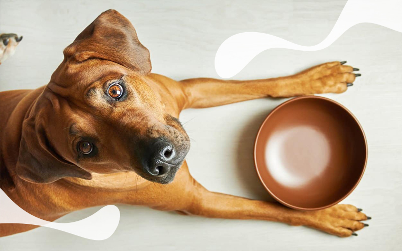 چه زمان و چگونه به سگ غذا بدهیم؟