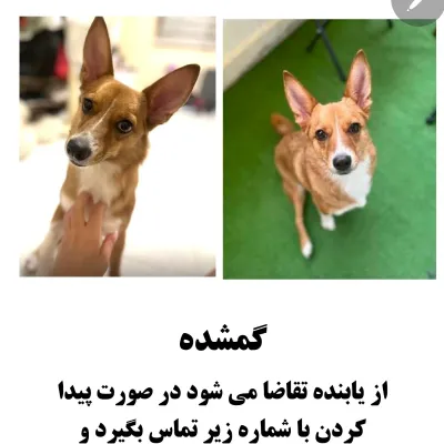 بِلا