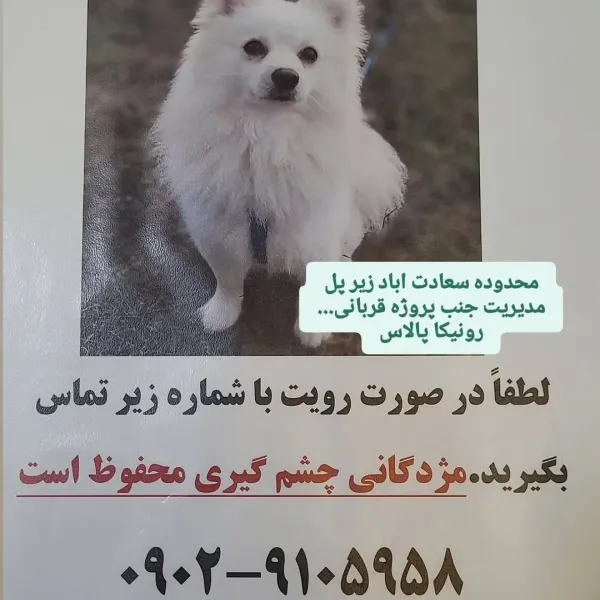 تدی