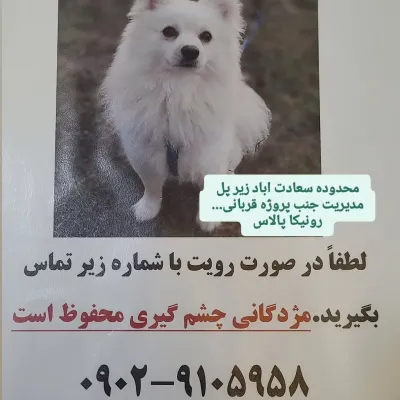 تدی