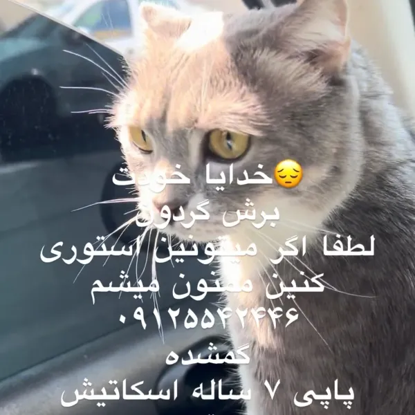 پاپی