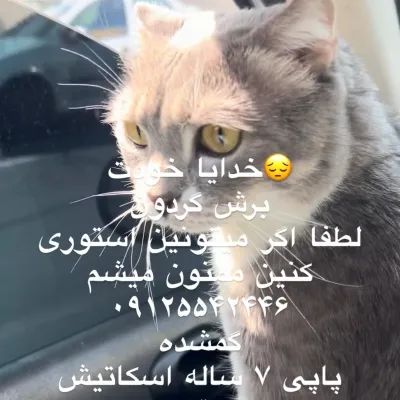 پاپی