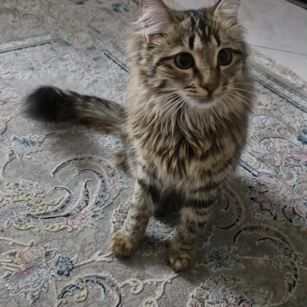 میوک
