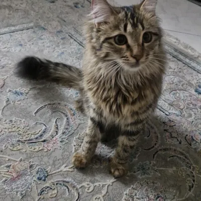 میوک